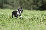 BOSTON TERRIER 118